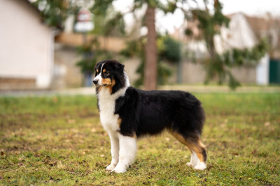 Étalon Berger Australien - Kodaline The sunny moon @ skyron