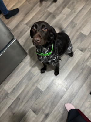 Étalon Petit Epagneul de Münster - Venus du clos de l'épte