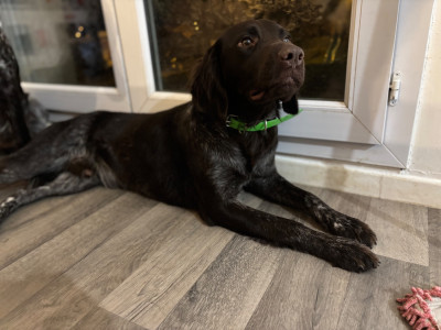 Étalon Petit Epagneul de Münster - Volt Du Domaine De L'Imbaudiere