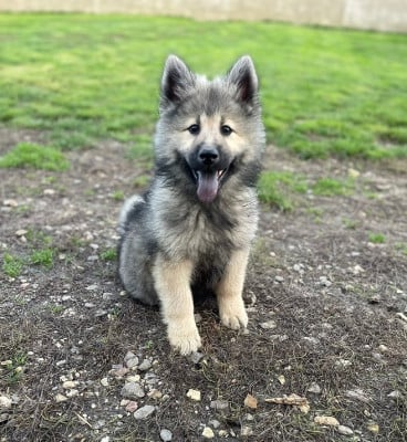 Étalon Eurasier - Aily Des Flocons de Siberie