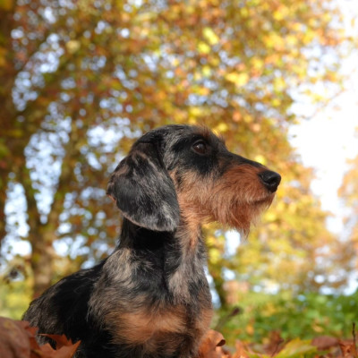 Étalon Teckel poil dur - Viviane Roy d'Albion