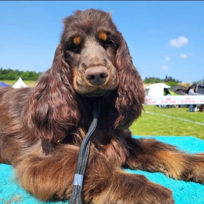 Étalon Cocker Spaniel Anglais - The memory a my mother Du Domaine D'hakyna