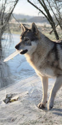 Étalon Chien-loup tchecoslovaque - athanor lupus Robert Plant Sing Immigrant Song