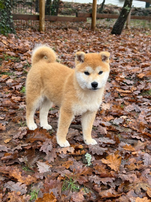 Étalon Shiba - Ayumi du Bois de Compiègne