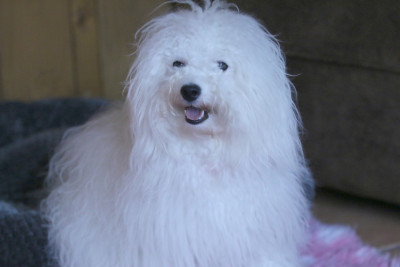 Étalon Bichon Frise - Armonie de la Felhotte