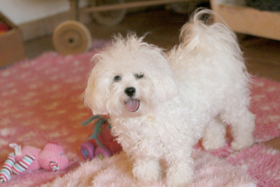 Étalon Bichon Frise - Vanille de la Felhotte