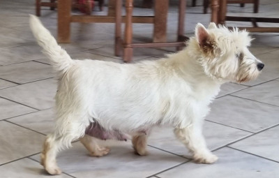 Étalon West Highland White Terrier - Romane des hirondelles du voyage