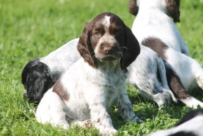 Étalon Cocker Spaniel Anglais - Valyna Du Domaine D'hakyna