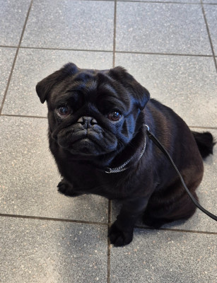 Étalon Carlin - CH. Végas black jack De La Schumeraie