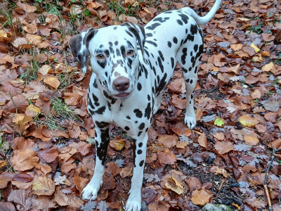 Étalon Dalmatien - Voyelle Du Domaine Des Jolies Taches