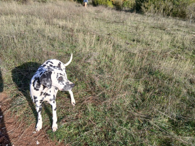 Étalon Dalmatien - Aquarelle Feather Des Garrigues Du Pic Saint Loup