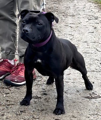Étalon Staffordshire Bull Terrier - The black queen revenge Du Corsaire Des Abers