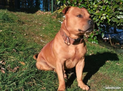 Étalon Staffordshire Bull Terrier - ROHFF DIAMOND GARRISON DOG (Sans Affixe)