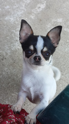 Étalon Chihuahua - Upsye De L'eclipse Du J'gembad