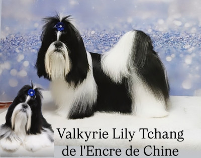 Étalon Shih Tzu - Valkyrie Lily Tchang De l'encre de chine