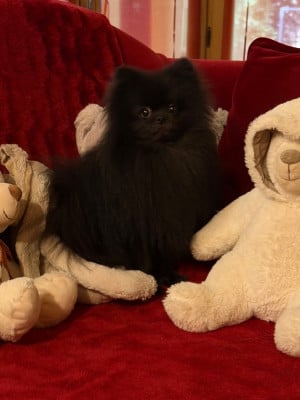 Étalon Spitz allemand - Vince d Holtanna Peack De L'empreinte De Bacchus