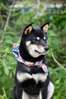 Étalon Shiba - Ran Shinon Suna No Kishi