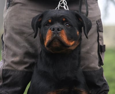 Étalon Rottweiler - Armani Lectro Squad