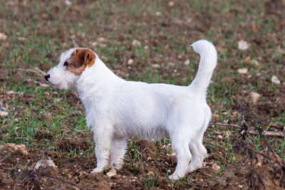 Étalon Jack Russell Terrier - The Magnificent Fox Hunter Oleg