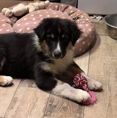 Étalon Berger Australien - Ataris Du Bonheur D'Emir