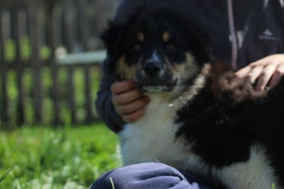 Étalon Berger Australien - Arrow Du Bonheur D'Emir