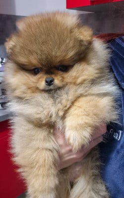 Étalon Spitz allemand - Altesse De La Casa Del Spitz