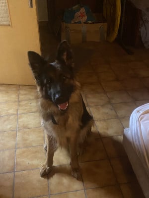 Étalon Berger Allemand - UDINE Von Angelius Team