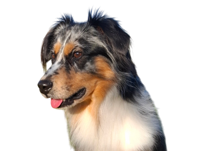 Sopra du moulin de la terasse