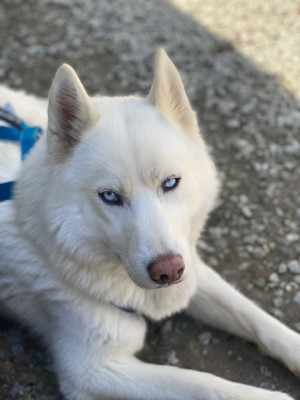 Étalon Siberian Husky - T'suki Des guerriers chippewas