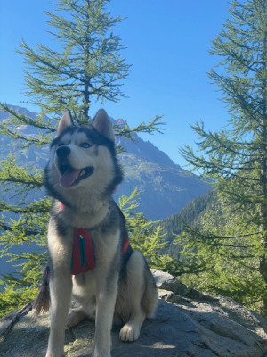 Étalon Siberian Husky - Liubov's Ukky