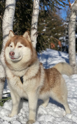 Étalon Siberian Husky - Oural Des garrigues du loup du canebas