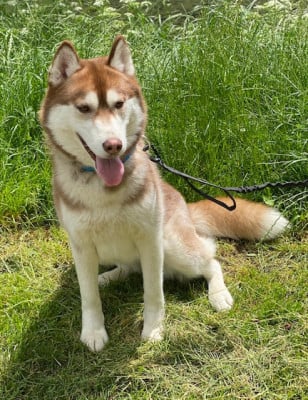 Étalon Siberian Husky - Toxic flower dit alva Du Domaine De Sem’â