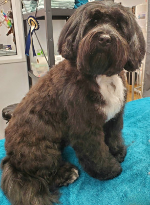 Étalon Terrier Tibetain - UNITY Du vent levant