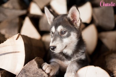 Étalon Siberian Husky - A Code Name: Charlie Of Northern Lights Spirit