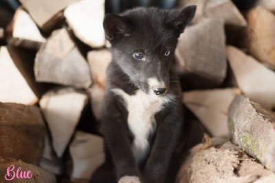 Étalon Siberian Husky - Alpha Unit For Blue Of Northern Lights Spirit