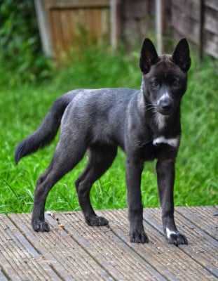 Étalon Siberian Husky - Aloustair's Forest Wolf