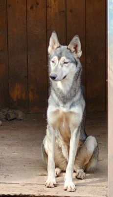 Étalon Siberian Husky - Vivid Blackbird Des Cimes Du Léman