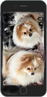 Étalon Spitz allemand - Sherley de la morinière