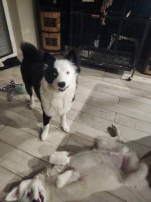 Étalon Laika de iakoutie - Vegas Night Oukaya forever