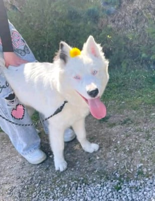 Étalon Laika de iakoutie - Vernon Titre Initial