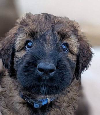 Étalon Berger de Brie - AXL RAID du Jardin aux Eglantines