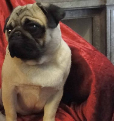 Étalon Carlin - RARE AMAZING JANET bellerophon