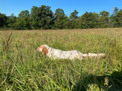 Étalon Setter Anglais - UNTER du Mas d'Eyraud