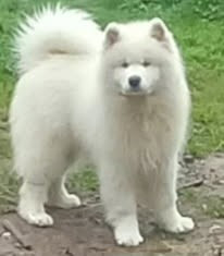 Étalon Samoyède - Another Story Thalos of Karasea