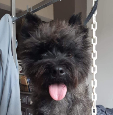 Étalon Cairn Terrier - T'as pas tout vu du domaine de kerallan