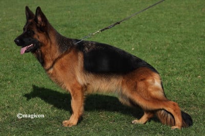 Étalon Berger Allemand - Evawell Elisa