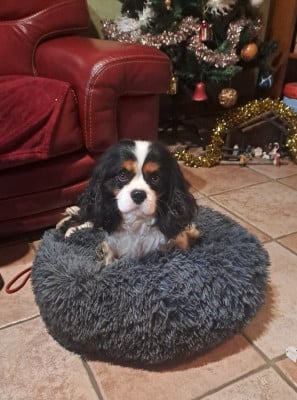 Étalon Cavalier King Charles Spaniel - Ushuaia dit marley De la geode