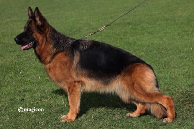 Étalon Berger Allemand - USA du val d'Anzin