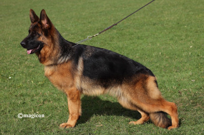 Étalon Berger Allemand - Venezia du val d'Anzin