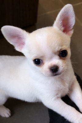 Étalon Chihuahua - Aretha De L'empire De Ganesh